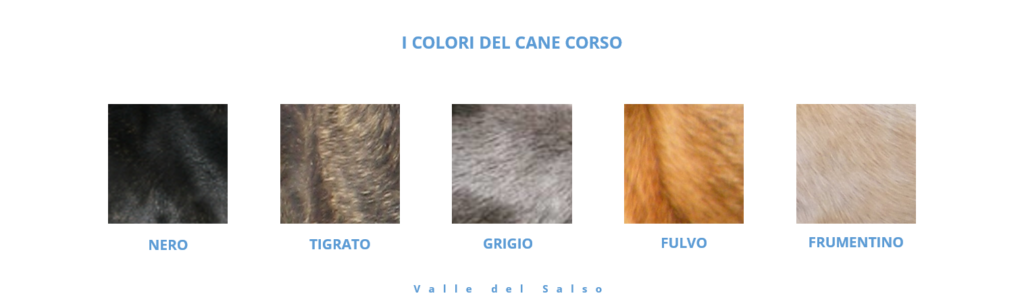 Colori Cane Corso - Allevamento Cane Corso Valle del Salso