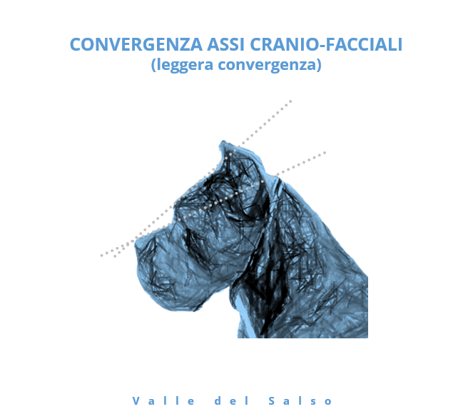 Convergenza assi cranio facciali Cane Corso - Allevamento Cane Corso Valle del Salso