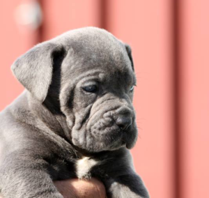 Cucciolo Cane Corso - Allevamento Valle del Salso