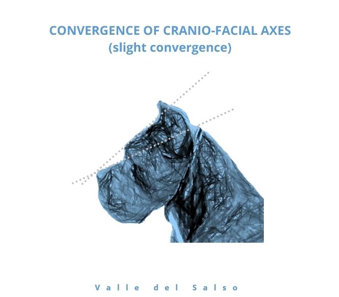 CONVERGENCE OF CRANIO-FACIAL AXES (slight convergence)