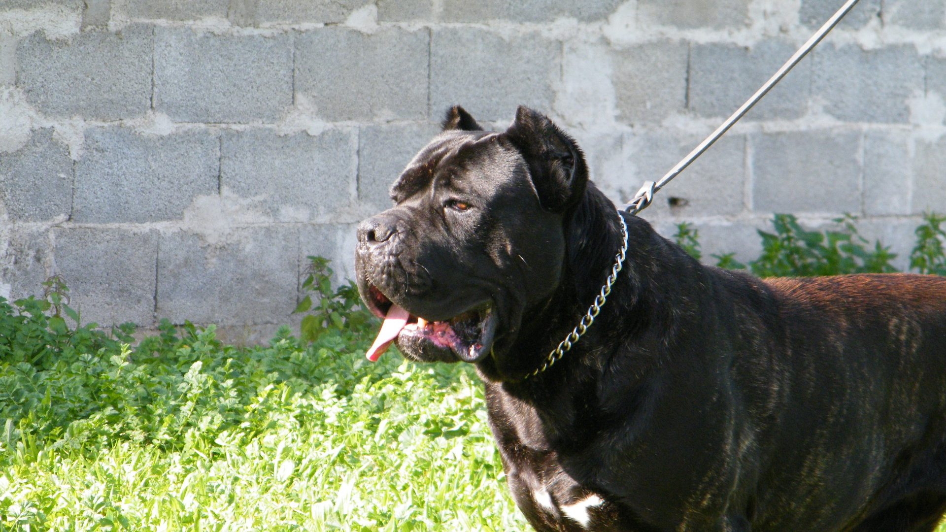 Mikos