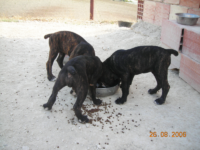 Cuccioli Cane Corso - Allevamento Valle del Salso Cuccioli Cane Corso - Allevamento Valle del Salso