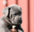 Cucciolo Cane Corso - Allevamento Valle del Salso Cucciolo Cane Corso - Allevamento Valle del Salso