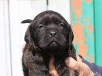 Cucciolo Cane Corso - Allevamento Valle del Salso Cucciolo Cane Corso - Allevamento Valle del Salso