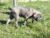 Silver della Valle del Salso Silver della Valle del Salso