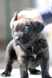 Cucciolo Cane Corso - Allevamento Valle del Salso Cucciolo Cane Corso - Allevamento Valle del Salso