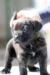 Cucciolo Cane Corso - Allevamento Valle del Salso Cucciolo Cane Corso - Allevamento Valle del Salso