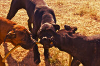 Cuccioli Cane Corso - Allevamento Valle del Salso Cuccioli Cane Corso - Allevamento Valle del Salso