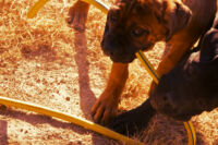 Cuccioli Cane Corso - Allevamento Valle del Salso Cuccioli Cane Corso - Allevamento Valle del Salso
