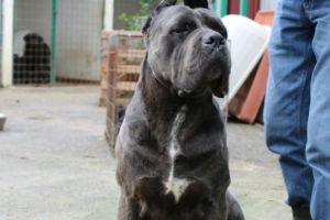 Alan Alan della Valle del Salso - Allevamento Cane Corso Italiani - Cuccioli Cane Corso