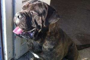 Zara Zara della Valle del Salso - Cane Corso Italiano