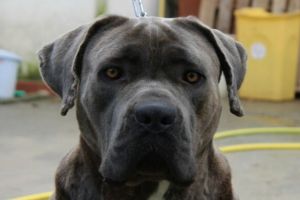 Boston Boston della Valle del Salso - Allevamento Cane Corso Italiani - Cuccioli Cane Corso